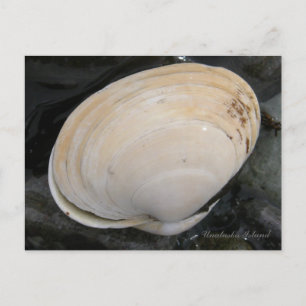 Butter Clam Seashell, Unalaska Island Briefkaart