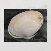 Butter Clam Seashell, Unalaska Island Briefkaart (Voorkant)