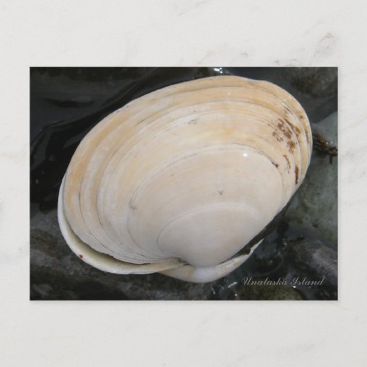 Butter Clam Seashell, Unalaska Island Briefkaart (Voorkant)