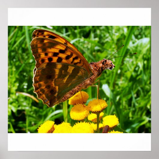 Buttercheeta poster (Voorkant)