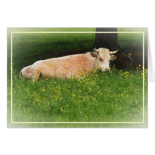 Buttercup (Voorkant Horizontaal)