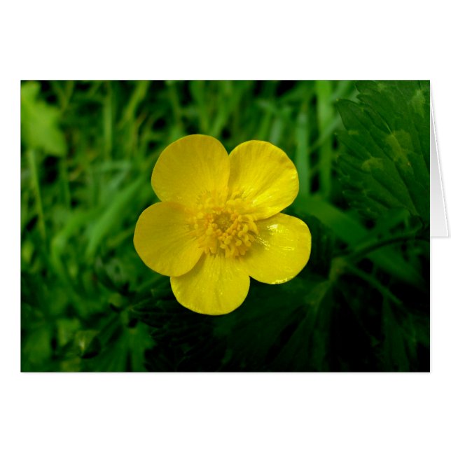 Buttercup (Voorkant Horizontaal)