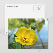 Buttercup bij de Pond Briefkaart (Voorkant / Achterkant)