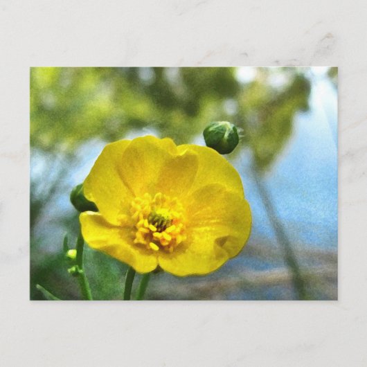 Buttercup bij de Pond Briefkaart (Voorkant)