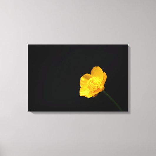 Buttercup Bloem 24x16 (60x40cm) waccna Canvas Afdruk (Voorkant)