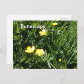 Buttercup, bloem, afbeelding briefkaart (Voorkant / Achterkant)