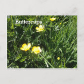 Buttercup, bloem, afbeelding briefkaart (Voorkant)