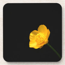 Buttercup Bloem coastercna