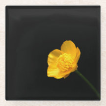 Buttercup Bloem coastercna