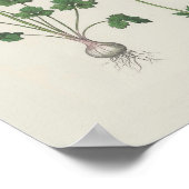 Buttercup Botanische wilde bloem Poster (Hoek)