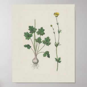 Buttercup Botanische wilde bloem Poster