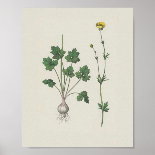 Buttercup Botanische wilde bloem Poster (Voorkant)