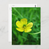 Buttercup Briefkaart (Voorkant / Achterkant)