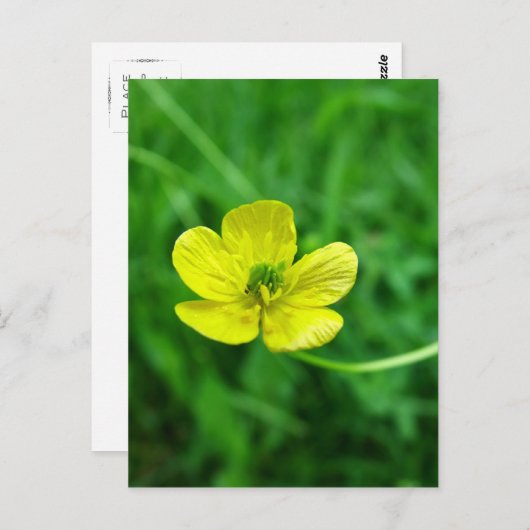 Buttercup Briefkaart (Voorkant / Achterkant)