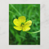 Buttercup Briefkaart (Voorkant)