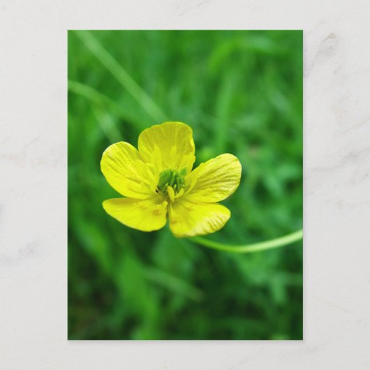 Buttercup Briefkaart (Voorkant)
