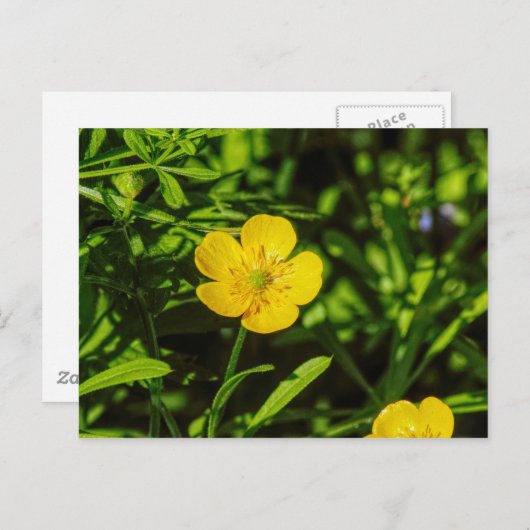 Buttercup Briefkaart (Voorkant / Achterkant)