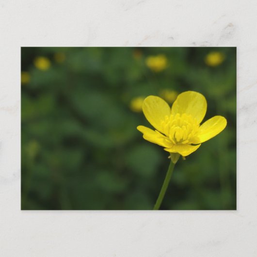 Buttercup Briefkaart (Voorkant)