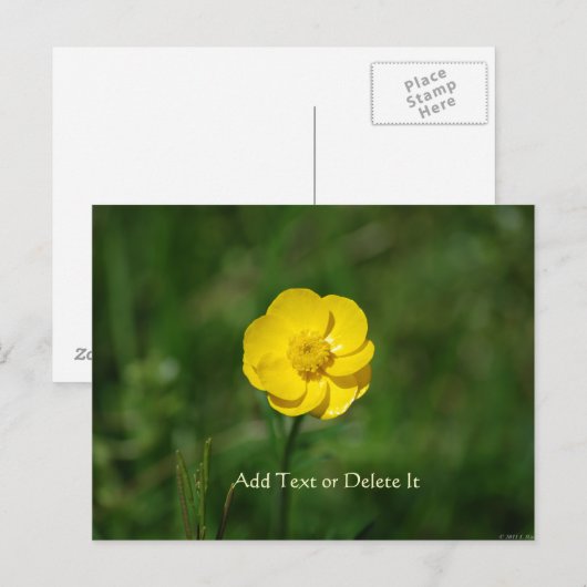 Buttercup briefkaart (Voorkant / Achterkant)
