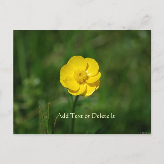 Buttercup briefkaart (Voorkant)