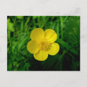 Buttercup Briefkaart (Voorkant)