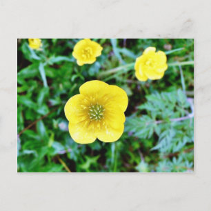 Buttercup Briefkaart