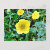 Buttercup Briefkaart (Voorkant)