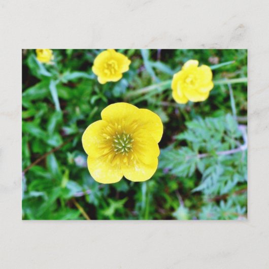 Buttercup Briefkaart (Voorkant)