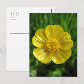 Buttercup Briefkaarten (Voorkant / Achterkant)