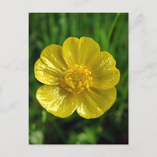 Buttercup Briefkaarten (Voorkant)
