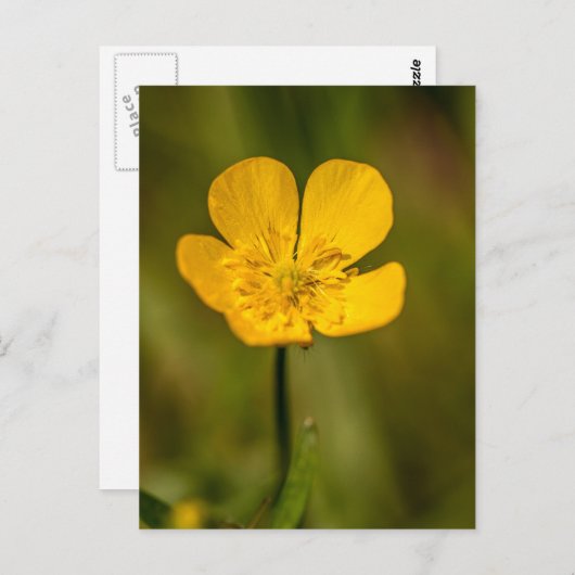 Buttercup briefkaarten (Voorkant / Achterkant)