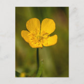 Buttercup briefkaarten (Voorkant)