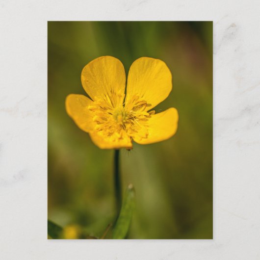Buttercup briefkaarten (Voorkant)