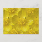 Buttercup Briefkaarten (Voorkant)