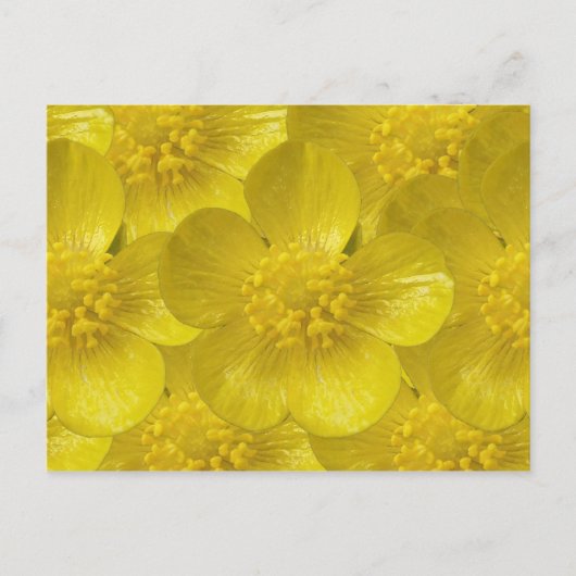 Buttercup Briefkaarten (Voorkant)