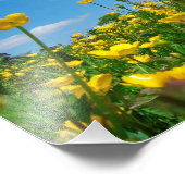 Buttercup Field Foto Afdruk (Hoek)