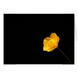 Buttercup Flower gccnm