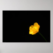 Buttercup Flower wapn. Poster (Voorkant)