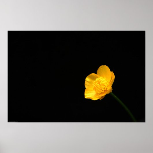 Buttercup Flower wapn. Poster (Voorkant)