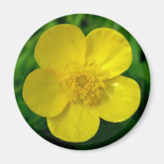 Buttercup Magneet (Voorkant)
