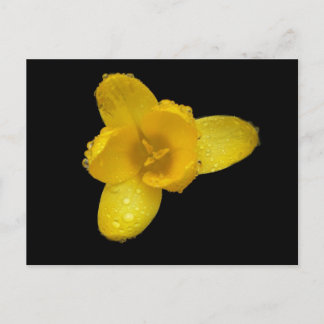 Buttercup op zwart briefkaart