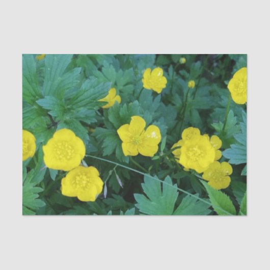 Buttercup-papier Tissuepapier (Voorkant)