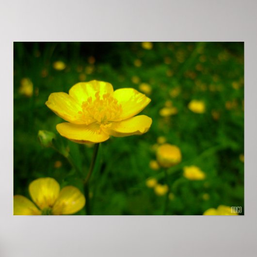 Buttercup Poster - Wildfower Art afdrukken (Voorkant)