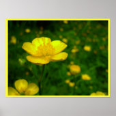 Buttercup Poster - Wildfower Art afdrukken (Voorkant)