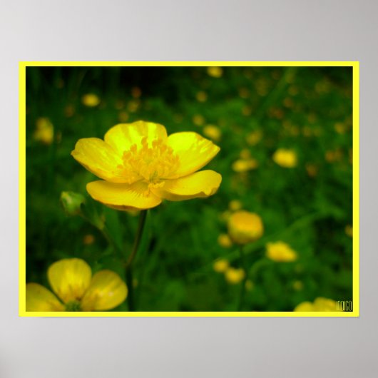 Buttercup Poster - Wildfower Art afdrukken (Voorkant)