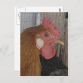 Buttercup Rooster Briefkaart (Voorkant / Achterkant)