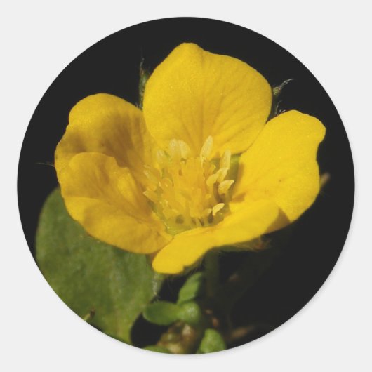 Buttercup ~ sticker (Voorkant)