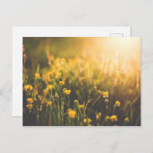Buttercup Sundown Briefkaart (Voorkant / Achterkant)