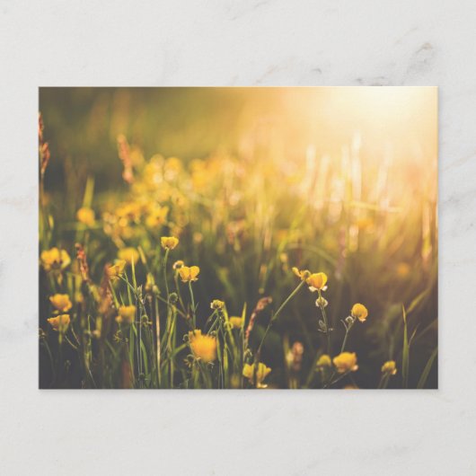 Buttercup Sundown Briefkaart (Voorkant)
