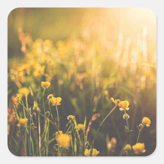 Buttercup Sundown Vierkante Sticker (Voorkant)